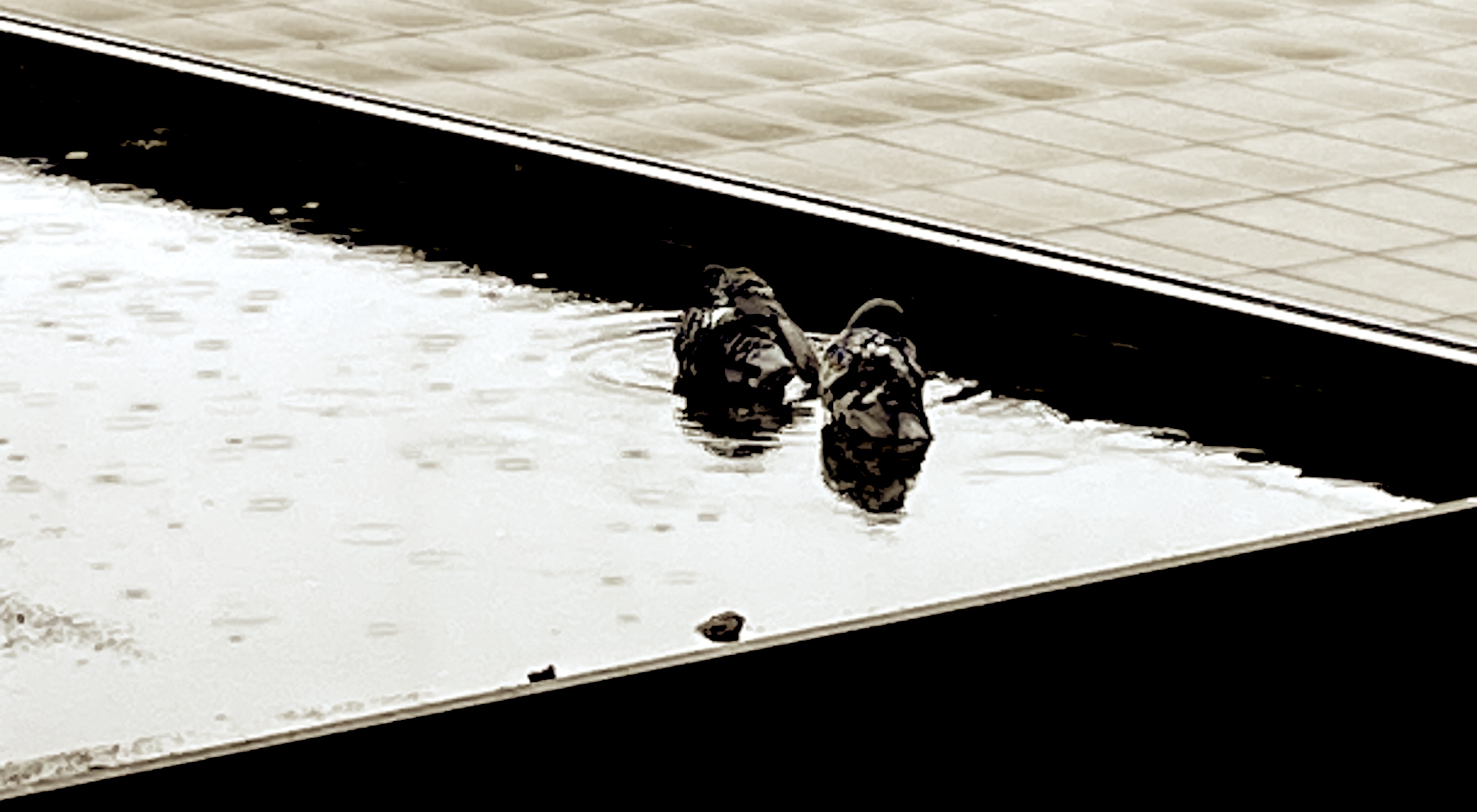 picture of bathing pigeons